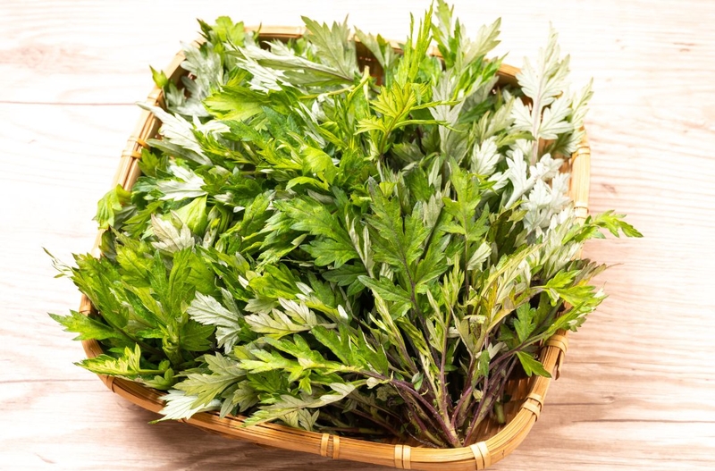 Khám phá công dụng bất ngờ của trà ngải cứu 3