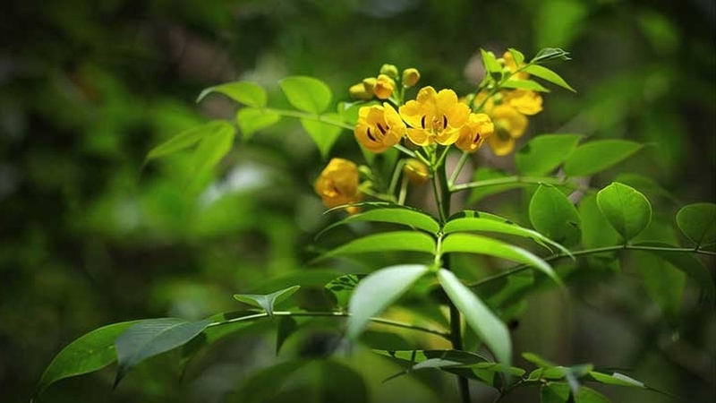 Trà phan tả diệp và những lợi ích sức khỏe ít ai ngờ đến 2