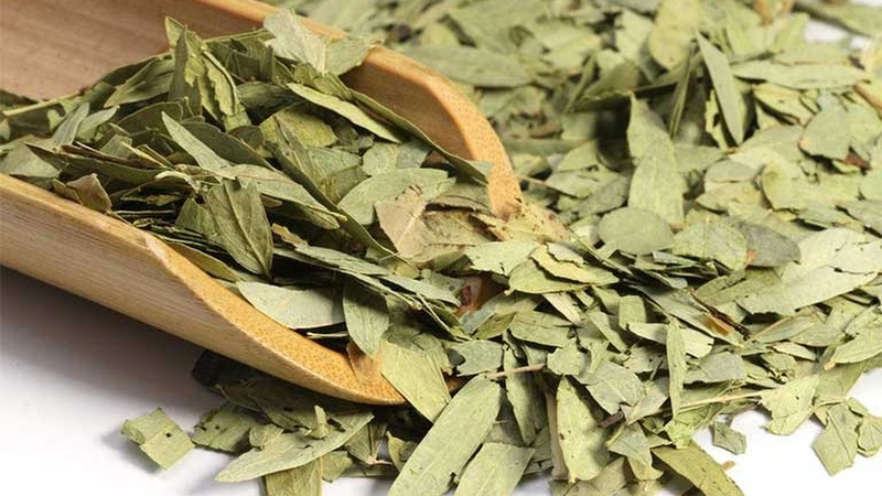 Trà phan tả diệp và những lợi ích sức khỏe ít ai ngờ đến 1