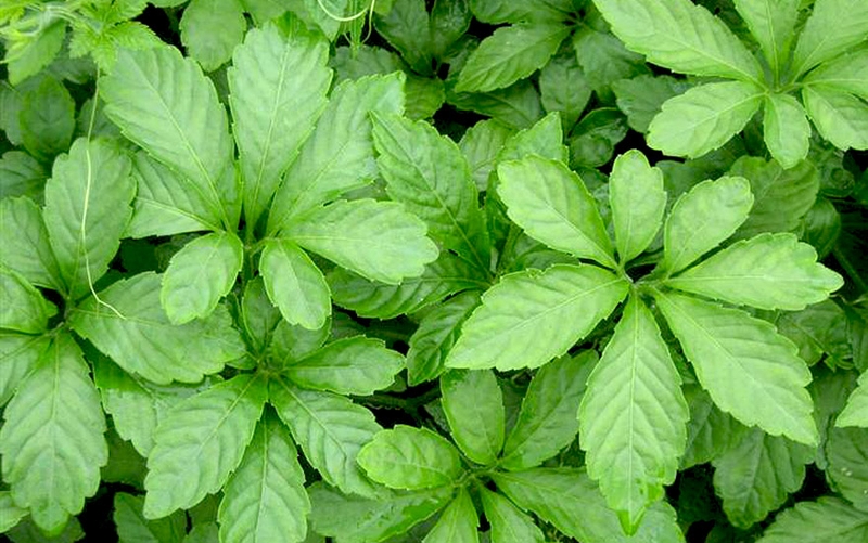 Bật mí cách làm trà tăng huyết áp cho người huyết áp thấp 3