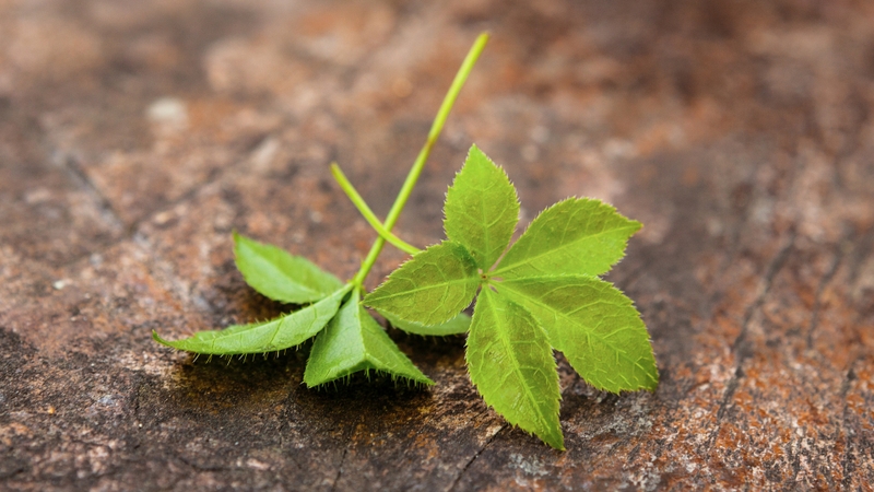 Trà thảo dược giảo cổ lam Kami Tea và những lợi ích cho sức khỏe 1