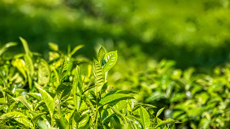 Trà xanh có tác dụng gì đối với sức khỏe?