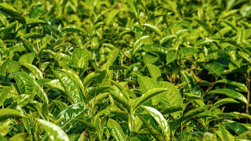 Trà xanh có chứa các chất chống oxy hóa