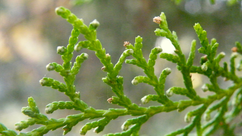 Cây trắc bách diệp: Loại cây cảnh có công dụng chữa bệnh 1.png