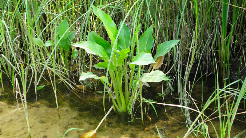 Cây trạch tả: Vị thuốc thông lợi tiểu tiện 1.png