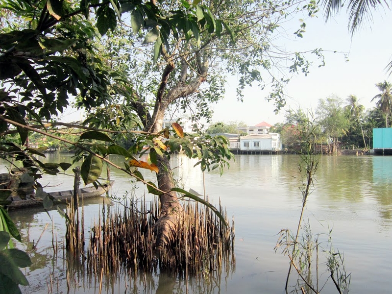 Trái bần chữa ung thư phổi?1