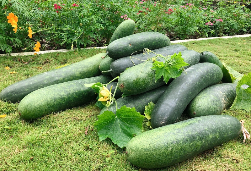 Bí đao hỗ trợ cho hệ tiêu hóa phát triển khỏe mạnh