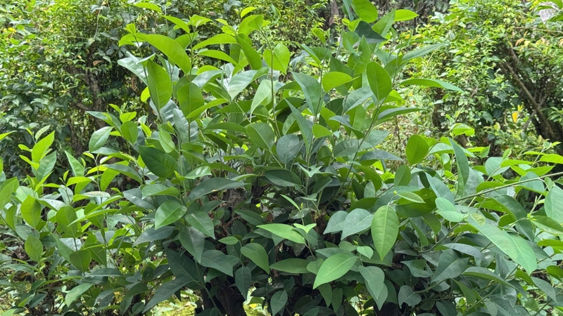 Trái bình bát là quả của cây mọc ở vùng ngập nước