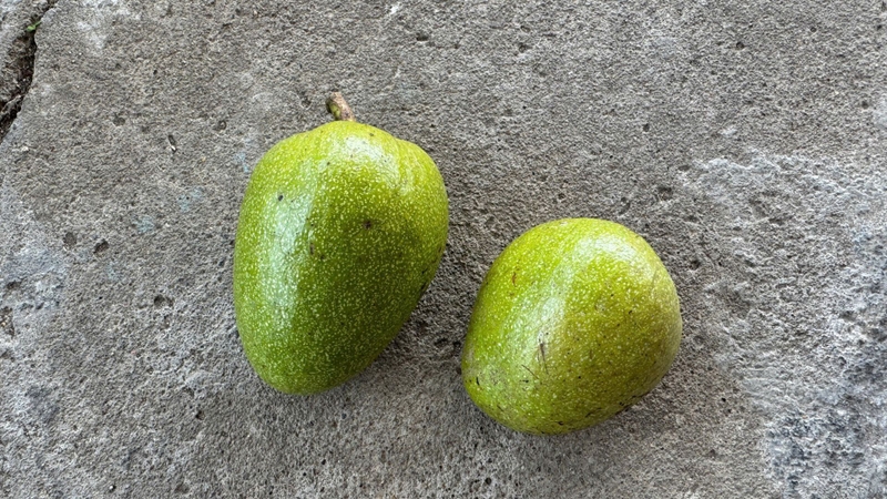 Quả bình bát cung cấp năng lượng nhanh từ đường tự nhiên