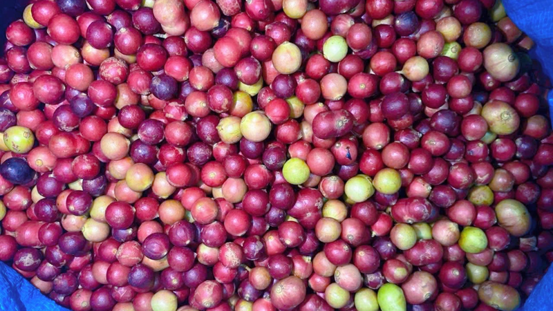 Nhờ giàu chất xơ tự nhiên, trái da đá thúc đẩy nhu động ruột, hỗ trợ tiêu hóa thuận lợi