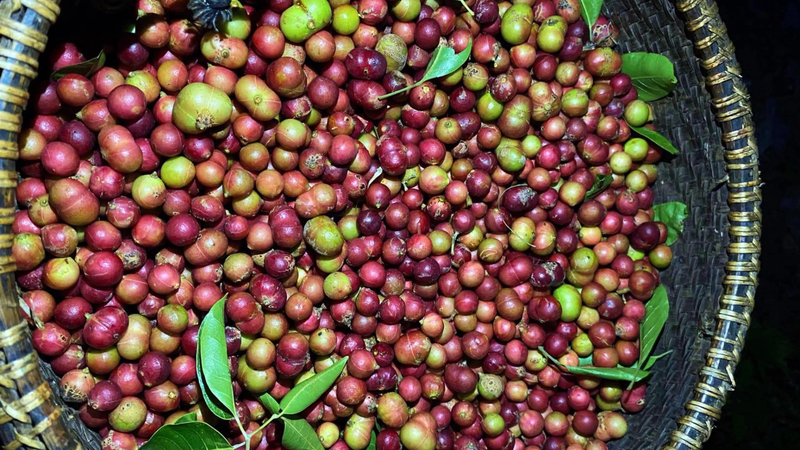 Trái da đá là loại quả dân dã nhưng lại chứa nhiều dưỡng chất có lợi cho sức khỏe