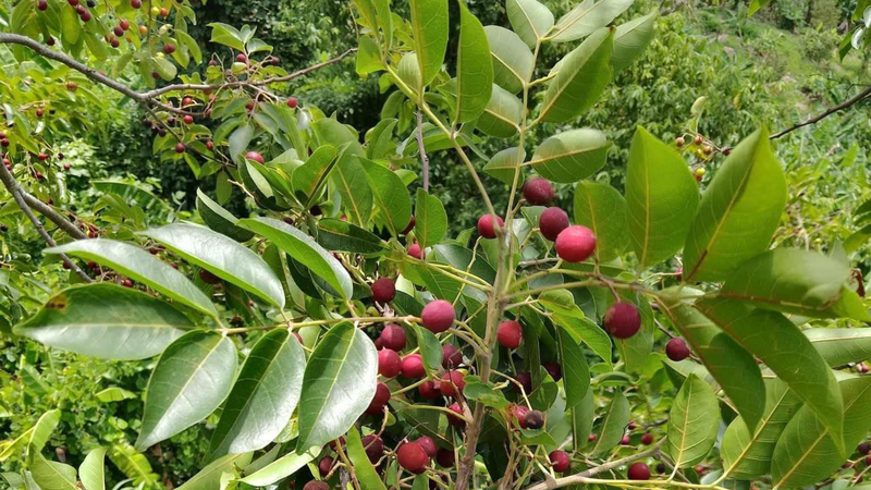 Với vị chua ngọt nhẹ và tinh chất tự nhiên, trái da đá có tác dụng làm dịu cổ họng