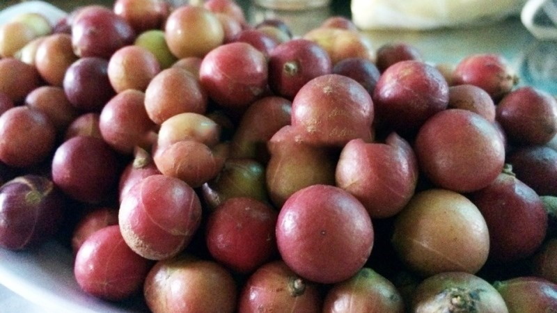 Trái da đá được trồng nhiều ở các vùng nông thông Việt Nam