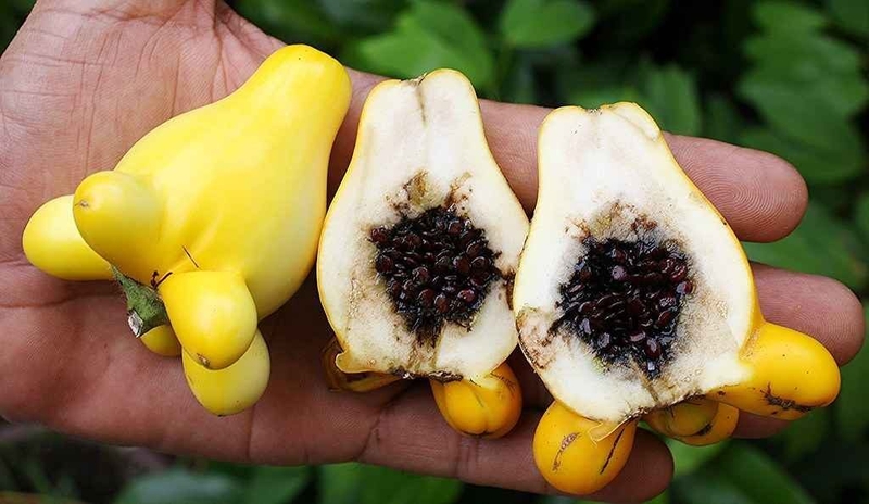 Trái dư ăn được không? Công dụng chữa bệnh của trái dư không phải ai cũng biết 3