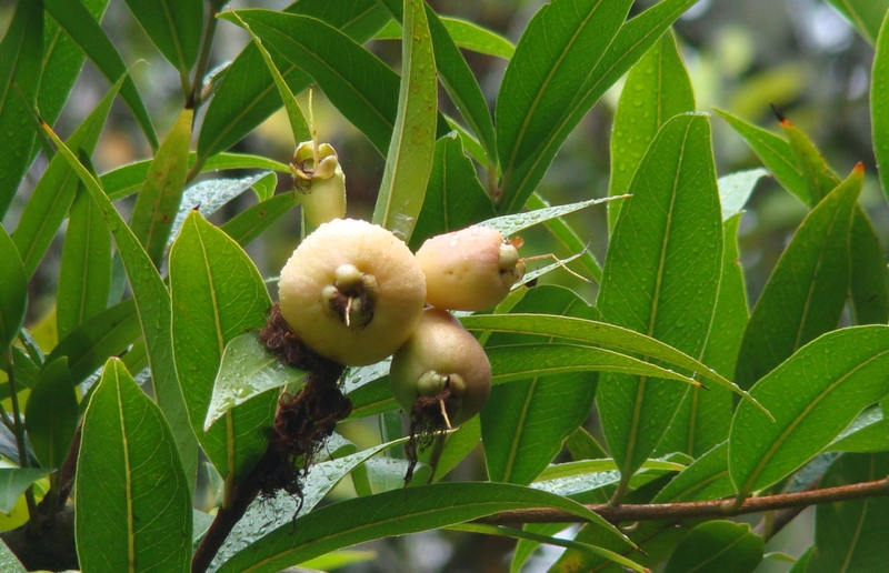 Trái lý: Thành phần dinh dưỡng và lợi ích sức khỏe ít người biết 1