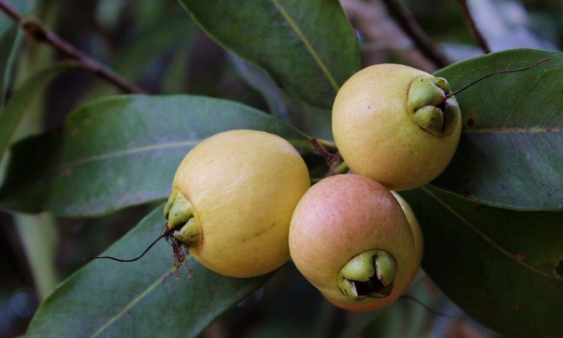 Trái lý: Thành phần dinh dưỡng và lợi ích sức khỏe ít người biết 2