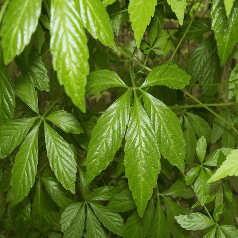 TRẢI NGHIỆM top 4 trà giải độc gan thanh lọc cơ thể, phòng ngừa gan nhiễm mỡ 4