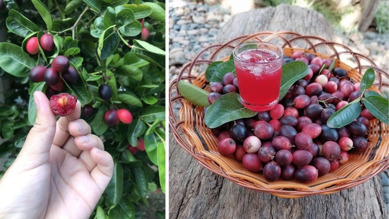 Trái siro mang đến nhiều lợi ích sức khỏe khi được dùng đúng cách