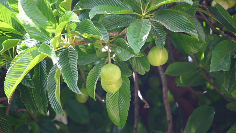 Ăn trái sổ mang lại một số lợi ích cho sức khỏe nếu dùng đúng cách và với lượng hợp lý