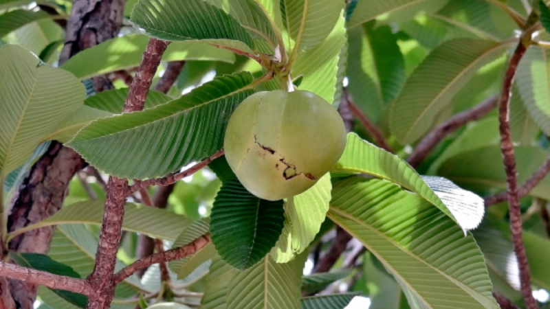 Trái sổ là một loại trái nổi tiếng ở miền Bắc