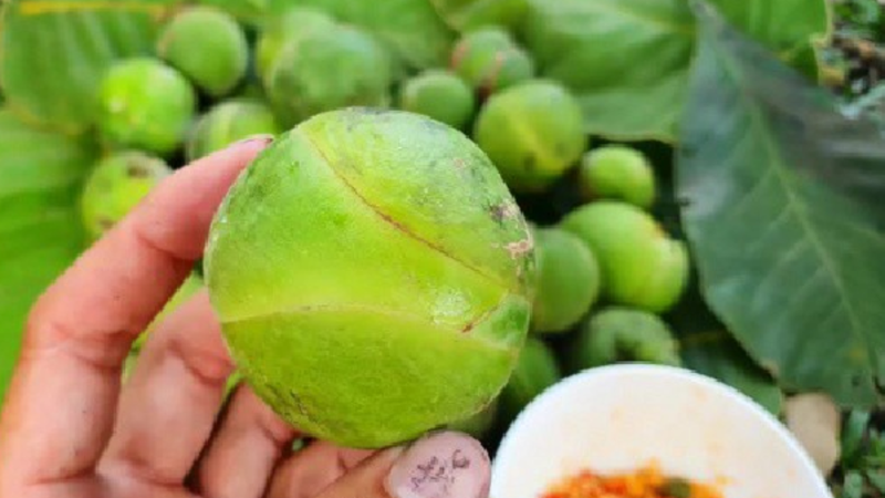 Một cách ăn phổ biến khác của trái sổ là chấm trái sổ với muối ớt