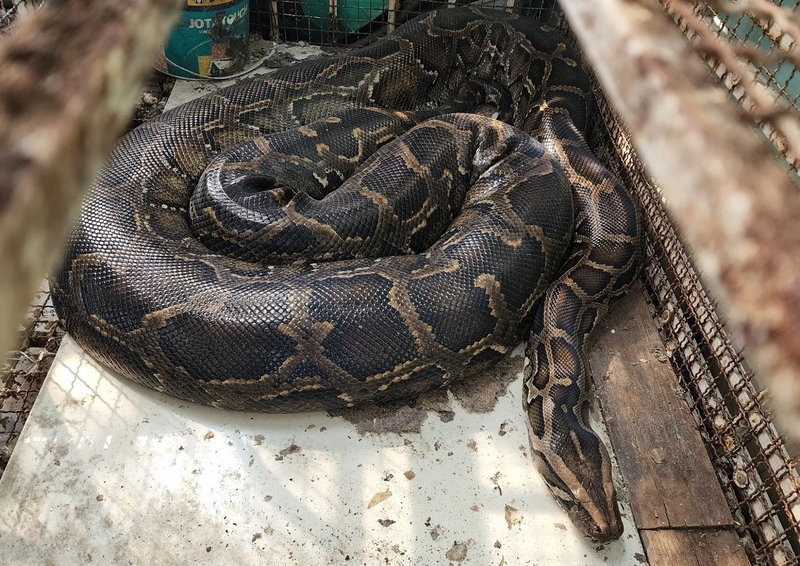 Trăn có độc không? Tìm hiểu các tập tính của trăn 2