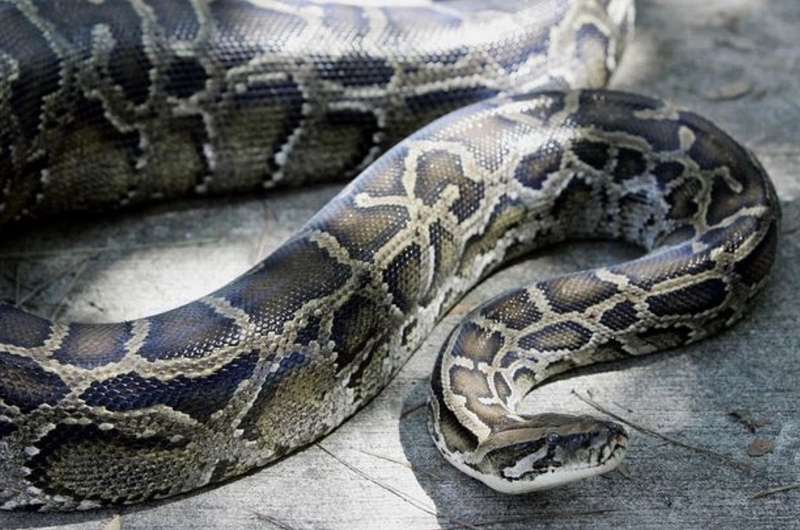 Trăn có độc không? Tìm hiểu các tập tính của trăn 3