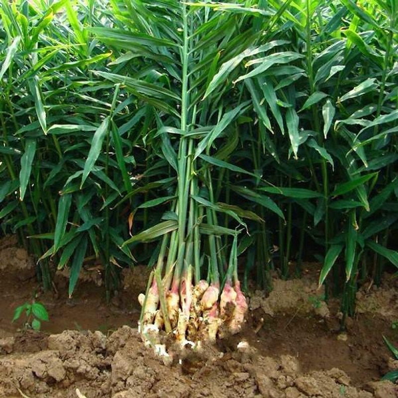 Trẻ bị ho sổ mũi nên tắm lá gì? Một số lưu ý khi tắm cho trẻ bị ho sổ mũi 2