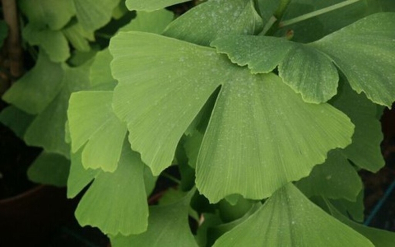 Trẻ bình thường có uống được Vương não khang không? Cho trẻ uống Vương não khang như thế nào là hợp lý? 3