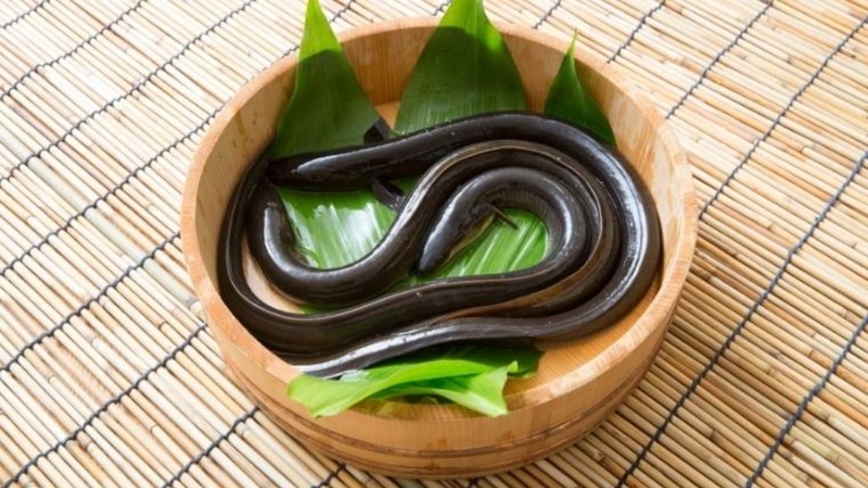 Trẻ em ăn lươn có tốt không? Ăn sao cho khoa học? 1