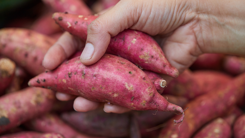 Ưu tiên chọn những củ khoai lang lành lặn, không trầy xước, mềm hoặc dập