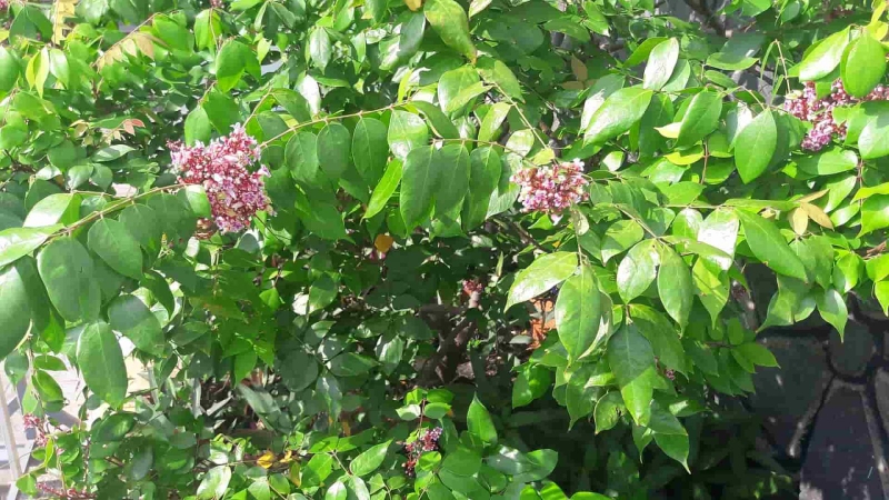 Trẻ sơ sinh bị viêm da tắm lá gì?1