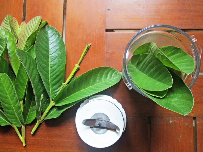 trị chàm sữa bằng lá ổi 3