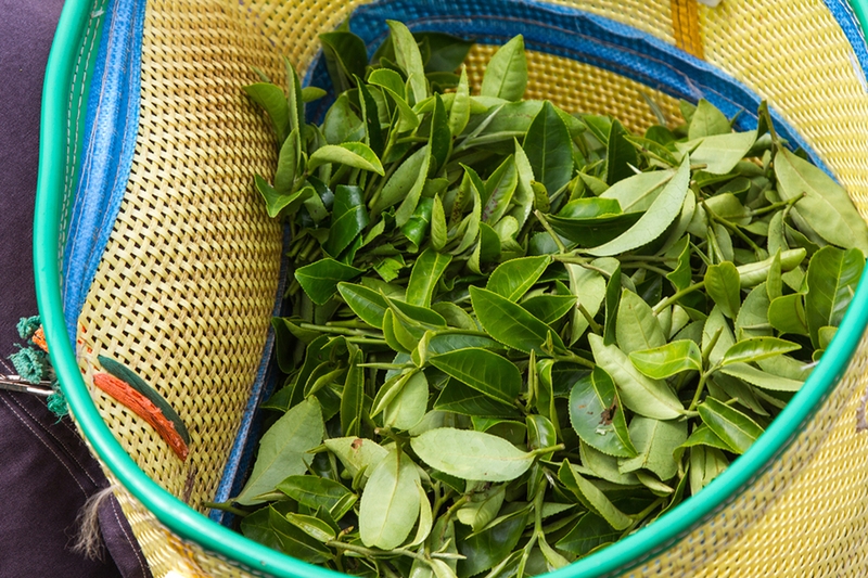 Cách trị chàm sữa bằng lá trà xanh nhanh khỏi