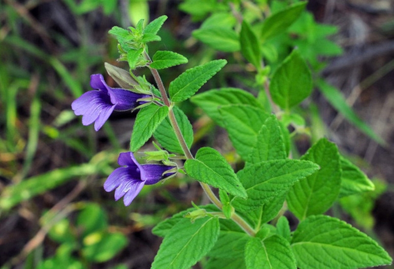 Điểm mặt 8 cây thuốc trị gan nhiễm mỡ xung quanh nhà bạn 2