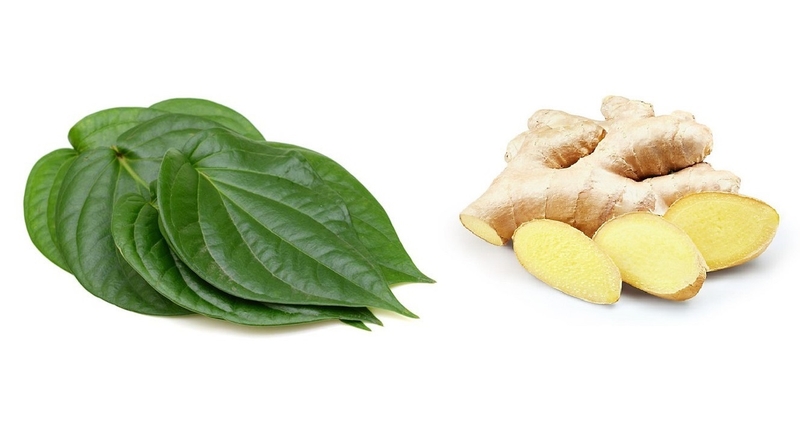 Trị ho đờm bằng lá trầu không 3