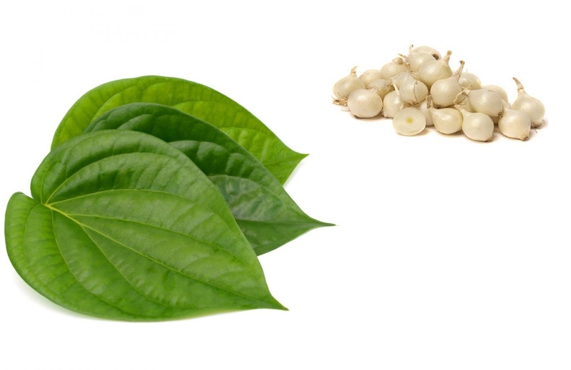 Trị ho đờm bằng lá trầu không 4