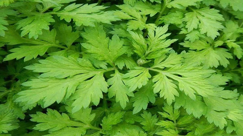 trị hôi nách sau sinh 6