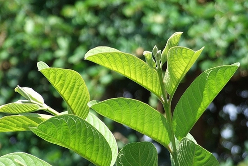 trị hôi nách sau sinh bằng lá trầu không 5