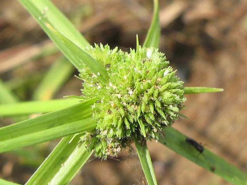 Hỗ trợ trị huyết áp thấp hiệu quả nhờ cây thuốc nam 1