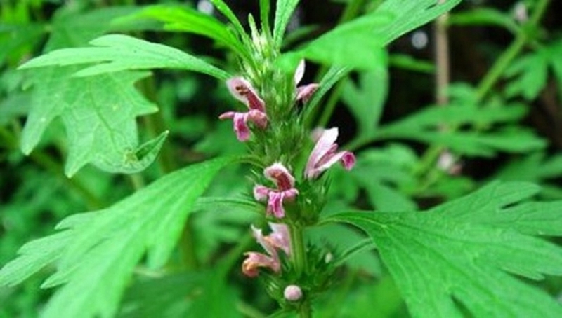 Hỗ trợ trị huyết áp thấp hiệu quả nhờ cây thuốc nam 2