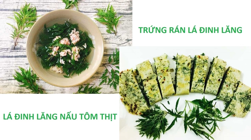 trị mất ngủ bằng lá đinh lăng 3