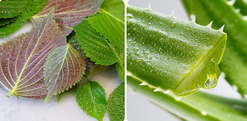 Cách trị mụn cóc bằng lá tía tô và nha đam