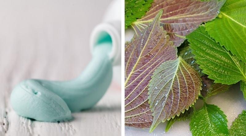 Cách trị mụn cóc bằng lá tía tô và kem đánh răng