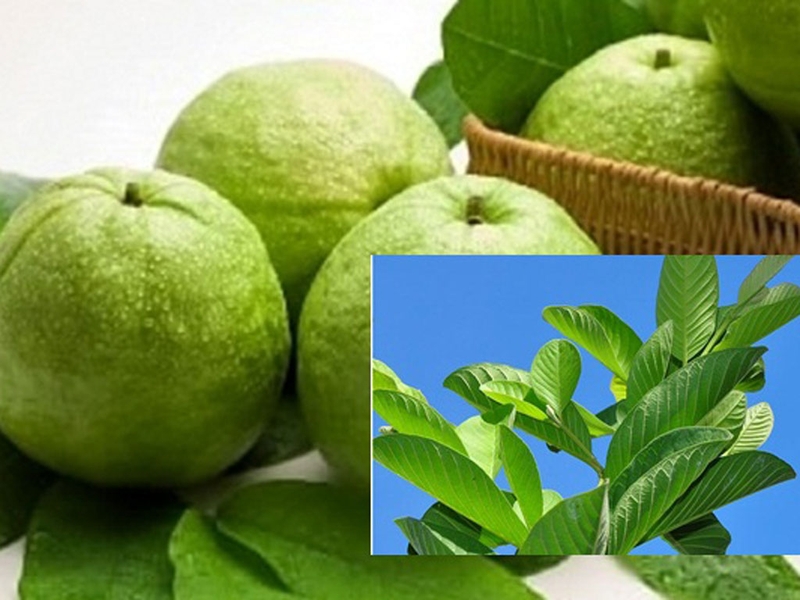 Hướng dẫn trị nấm da đầu bằng lá ổi.