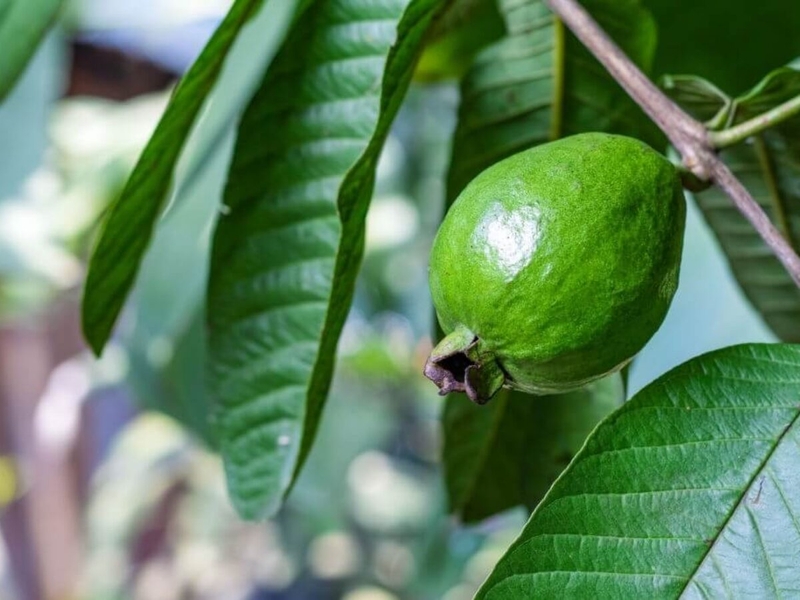 Trị nấm da đầu bằng lá ổi