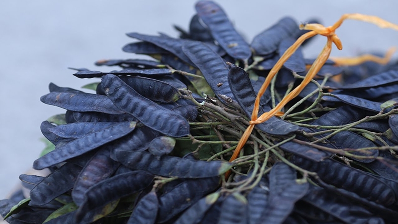 Hướng dẫn thực hiện trị nấm da đầu bằng lá trầu không và bồ kết&nbsp;: