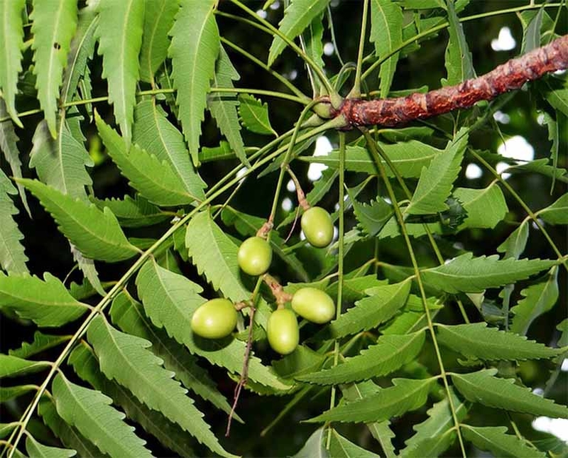 Trị rận mu bằng xà phòng có hiệu quả không 3