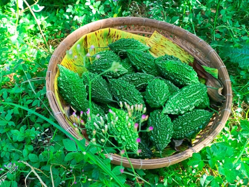 trị rôm sảy cho trẻ bằng mướp đắng 4