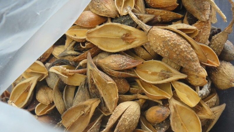 Dùng thuốc đông y trị thủy đậu liệu có tốt không 3